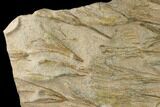 Plate Of Ordovician Crinoid Fossils - Marzane, Morocco #171262-3